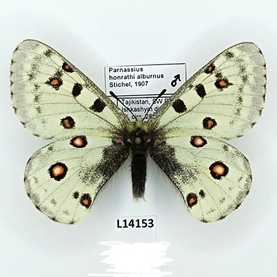 Parnassius honrathi alburnus, male, A1/A1-, Tajikistan | eBay