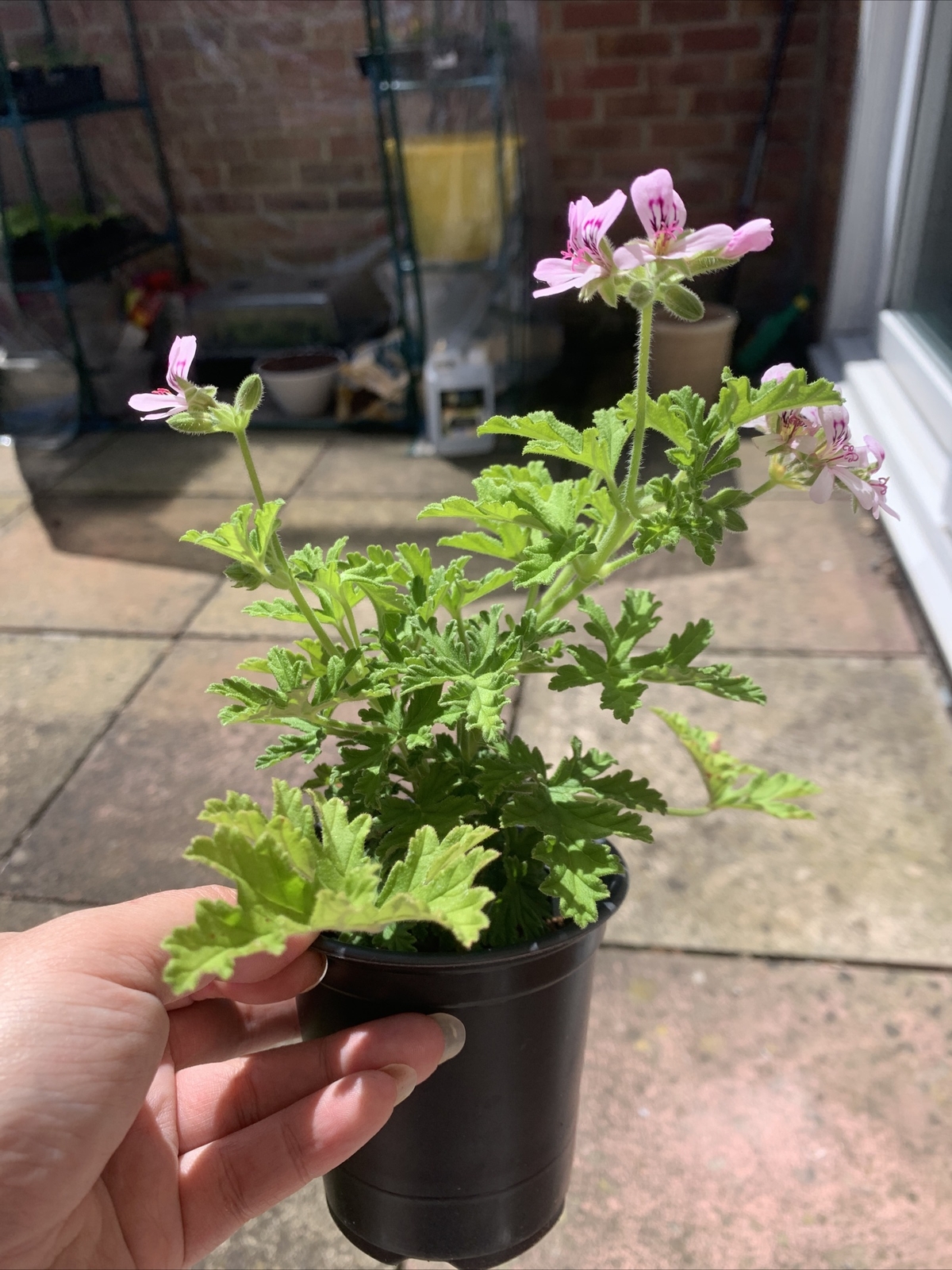 01 Lemon Scented Geranium Pelargonium Citronella Geranium eBay
