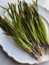 BUY 2 GET 1 FREE "Italian Val" Vallisneria spiralis Easy Tall Aquarium Plant