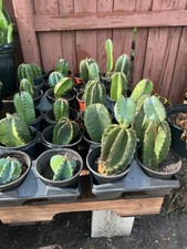 PERUVIAN APPLE CACTUS  (Cereus peruvianus )ORGANIC ROOTING (2"-4") STARTER