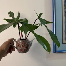 Philodendron Florida Beauty Non Variegated Live House Plant Rooted Cutting 7"