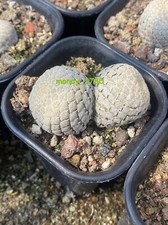 Double headed Euphorbia Piscidermis Cactaceae Succulent Cactus Plant