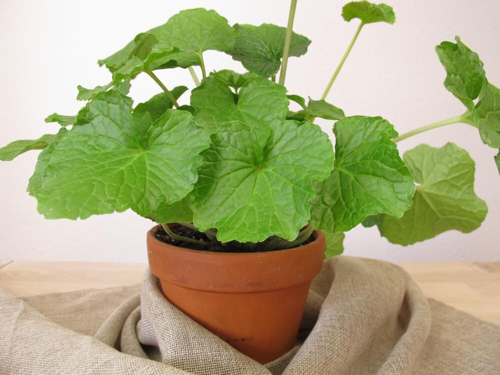 5 Japanese Wasabi Root Seeds for Planting - Wasabia japonica | eBay