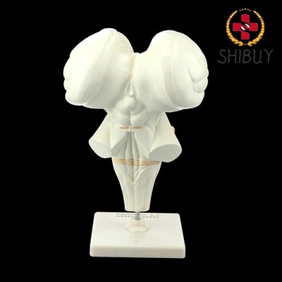 Anatomy Human Brain Stem Enlarge Models Brainstem Medical Demonstration Model