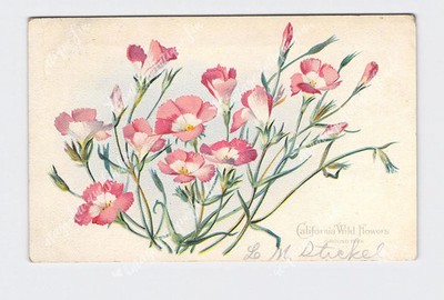 PPC Postcard CA California Wild Flowers Ground Pink Atlanta Kansas Hand Canceled