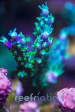 GARF Purple Bonsai  ****SPECIAL THIS WEEK ONLY****