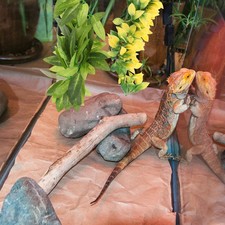 3 Pcs Foglie Finte Di Rettile Terrario Piante Arredamento Per Acquari Rettili