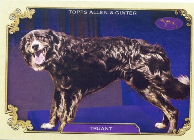 2024 Allen & Ginter TRUANT #SOS-4 STARS OF THE SHOW WESTMINSTER KENNEL DOG