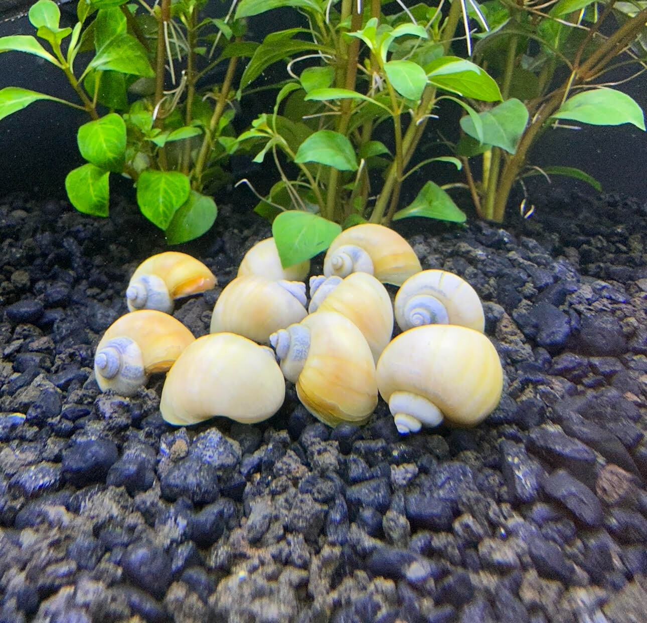Mystery Snails x10 (Pomacea Bridgesii) Mix Colors Live Freshwater Snail Plants