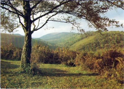AK Pflanze Himmel Pflanzengemeinschaft Naturlandschaft Baum Berg Gras AA07417