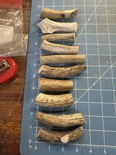 10 Pcs Small Whitetail Deer Antler Dog Chews Crafts LOT 326