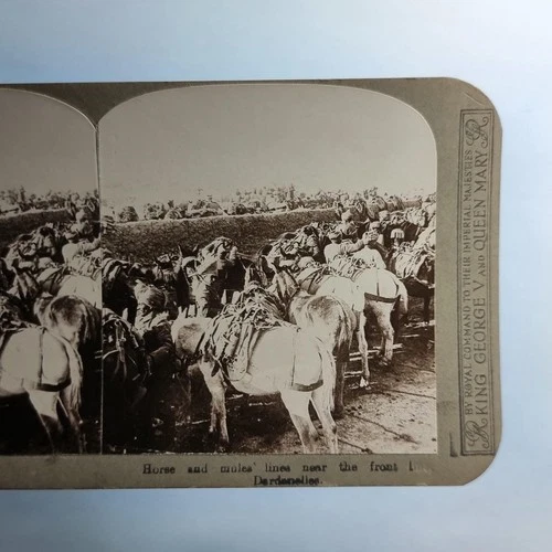 WW1 Military Stereoview C1916 Real Photo Turkey Gallipoli Pack Mules & Horses