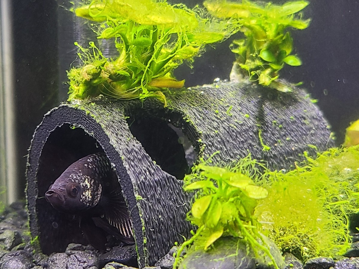 Fish Aquarium Decorations Cave Hide with Viewing Holes Betta Fish Tank Decor