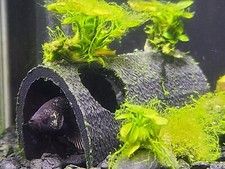 Fish Aquarium Decorations Cave Hide with Viewing Holes Betta Fish Tank Decor