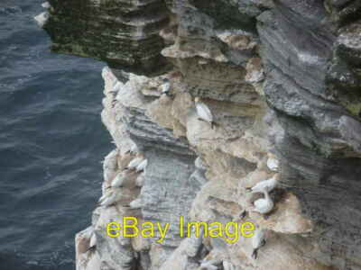 Foto 6x4 Westray: Basstölpel auf der Noup Head Klippe Loch of the Stack c2011