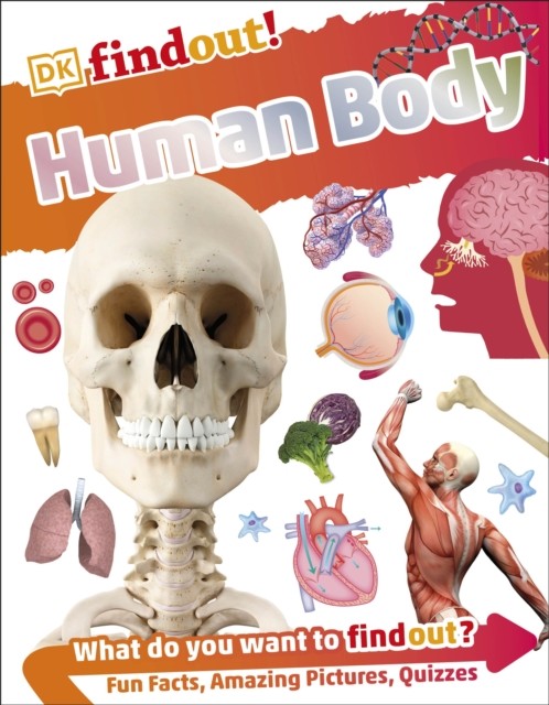 DKfindout! Human Body by DK (Paperback Book)