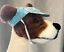 miniatuur 1  - Dog Hat Cap Fits 16-32 lb Pet Blue w Gold veins Elastic Strap Doggie Design OBO