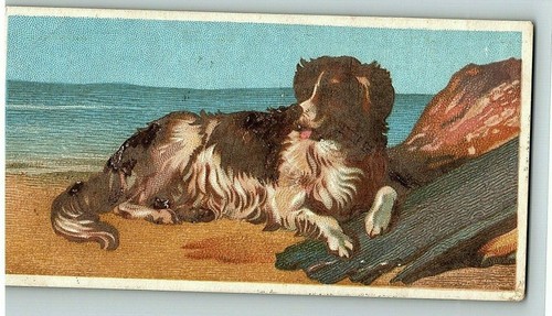 Handel Viktorianische Karte Landseer Hund braun weiß Tier Strand Ozean Szene Wasser  - Bild 1 von 3