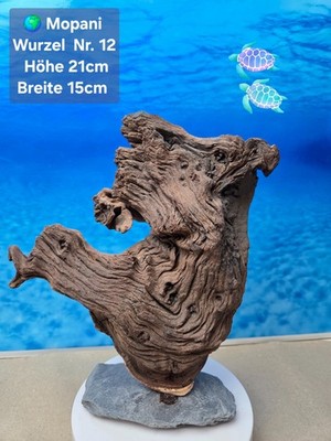   TOP Aquarium Mopani Wurzel    auf Schieferplatte