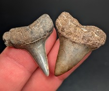 Stunning Upper/Lower Pair Of Hastalis Mako Shark Teeth From South Carolina