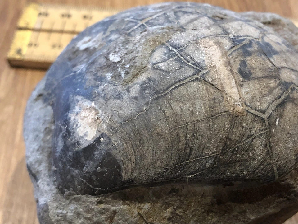 9cm Plagiostoma giganteum Bivalve Fossil Lower Jurassic Penarth Wales - Image 2 of 4