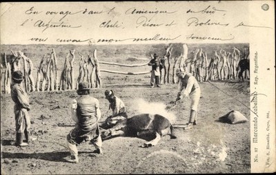 Postcard Argentina, horse is branded - 4166339