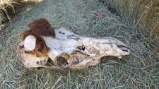 Nice craft BULL ELK SKULL, COLORADO ANTLER SHED whitetail rack mule deer
