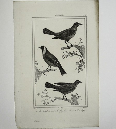 VERDERIN, CHARDONNERET ET Le CAP Gravure Oiseaux 1800 de Vauthier et Massard - Picture 2 of 2