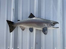 24" King Salmon Two Sided Fish Mount Replica - Quick Production