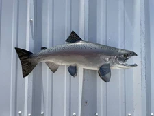 24" King Salmon Two Sided Fish Mount Replica - Quick Production