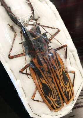 Macrodontia cervicornis GIANT Beetle Peru MALE +144mm Unspread in