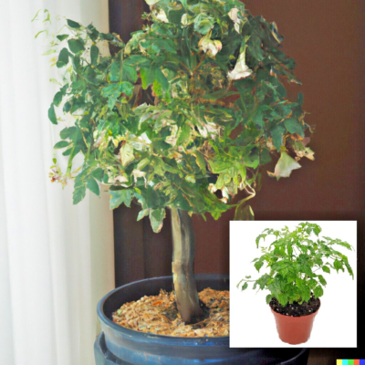 15 Radermachera sinica Tree Seeds CHINA DOLL - Exotic Indoor Potted Bonsai  Plant | eBay
