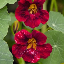 Black Velvet Nasturtium Seeds | Heirloom / Non-GMO | Free Shipping | 1296