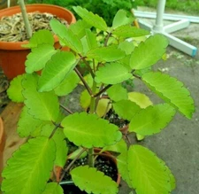 Leaf of Life Miracle Leaf Dried  medicinal plant Akkapana    (10  LEAVES)