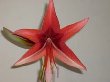 One small Amaryllis offset Bogota 12 - 16 cm. Hippeastrum lily flower