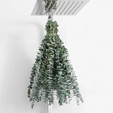 10 Pcs Dried Eucalyptus Stems 17 Inch Real Shower Green Decor