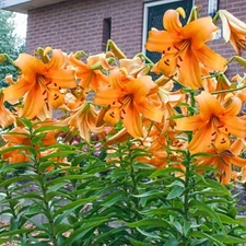 LILIUM~ORANGE SPACE~FLOWER BULBS~4-7 FT. TALL TREE LILIES~FRAGRANT SUMMER BLOOMS