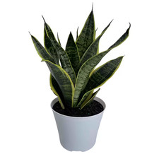 6 In. Snake Plant Sansevieria Plant Grower'S Choice in White Deco Pot