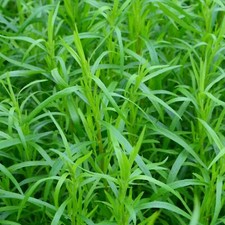 French Tarragon Herb Salad Plant Taragon Estragon non-GMO 200 Seeds ORGANIC Glo