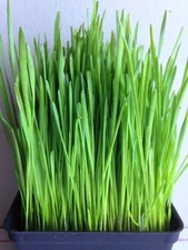 Wheatgrass Seeds - Cat Grass - Seeds - Non Gmo  600-700 seeds