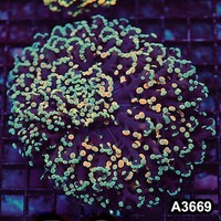 Item#A3669LW3669(M) WYSIWYG Aussie Ultra Kingspawn Colony 1