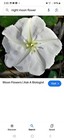 Moonflower Seeds, Morning Glory Seed Heirloom Vine 20 Seeds, Night Bloomer Usa