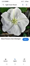 Moonflower Seeds, Morning Glory Seed Heirloom Vine 20 Seeds, Night Bloomer USA