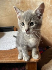 Dona cena y golosinas para Lisandro el gatito gris - Ceredigion Cat Rescue