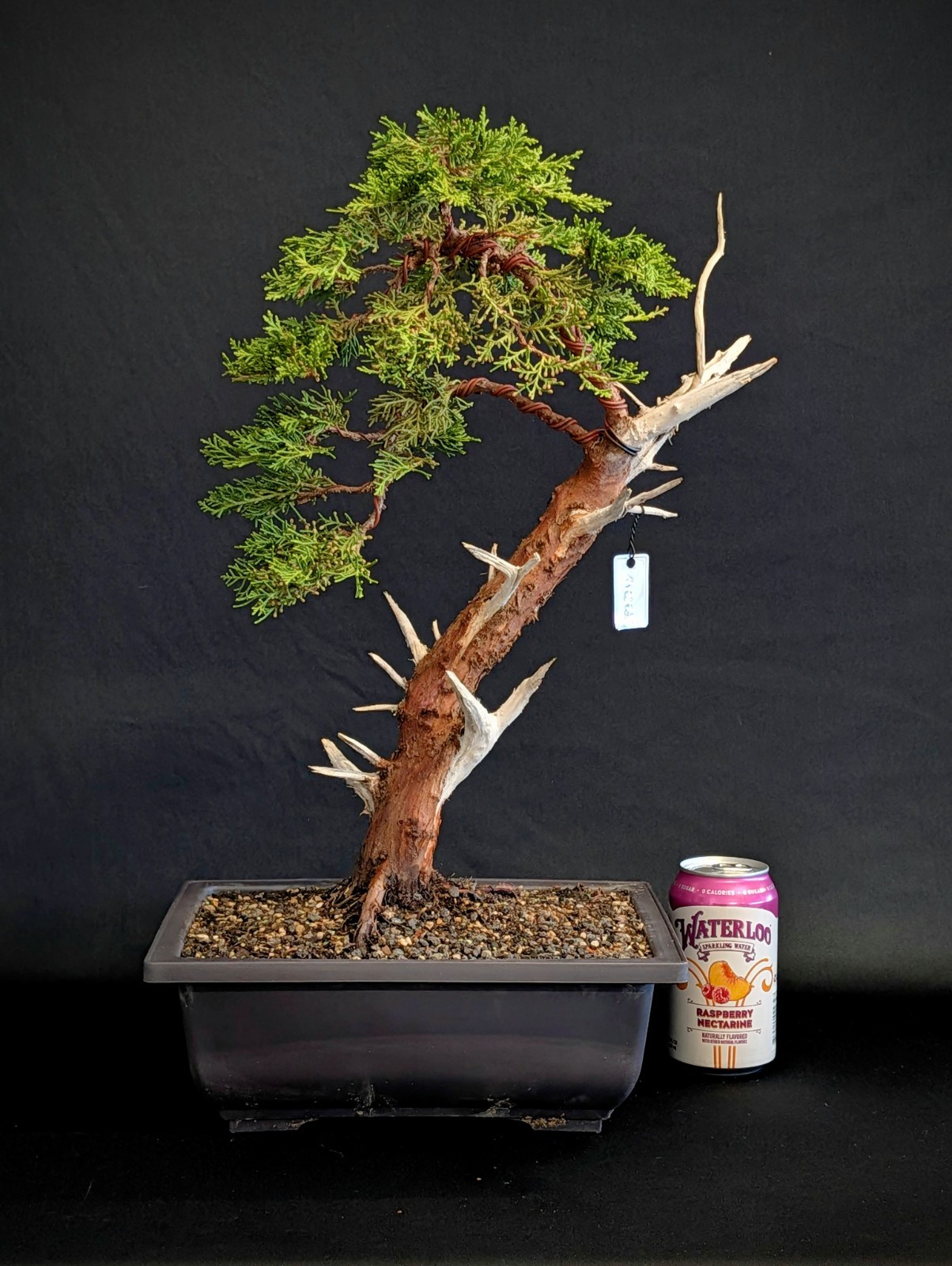 Juniper Shampaku Bonsai Tree, LIVE Plant, Informal Bunjin Literati Jin Nebari!
