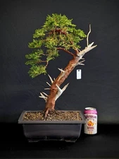 Yamadori Juniper Bonsai Tree, LIVE Plant, Bunjin Literati Shampaku Style!