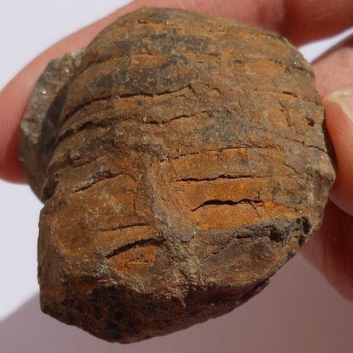 Cephalopod Fossil from Bolivia Devonian Belen formation Cyrtoceras sicasicaense