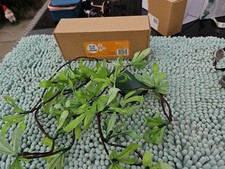25 LED OLIVE GARLAND Battery Powered, Warm White - Globrite