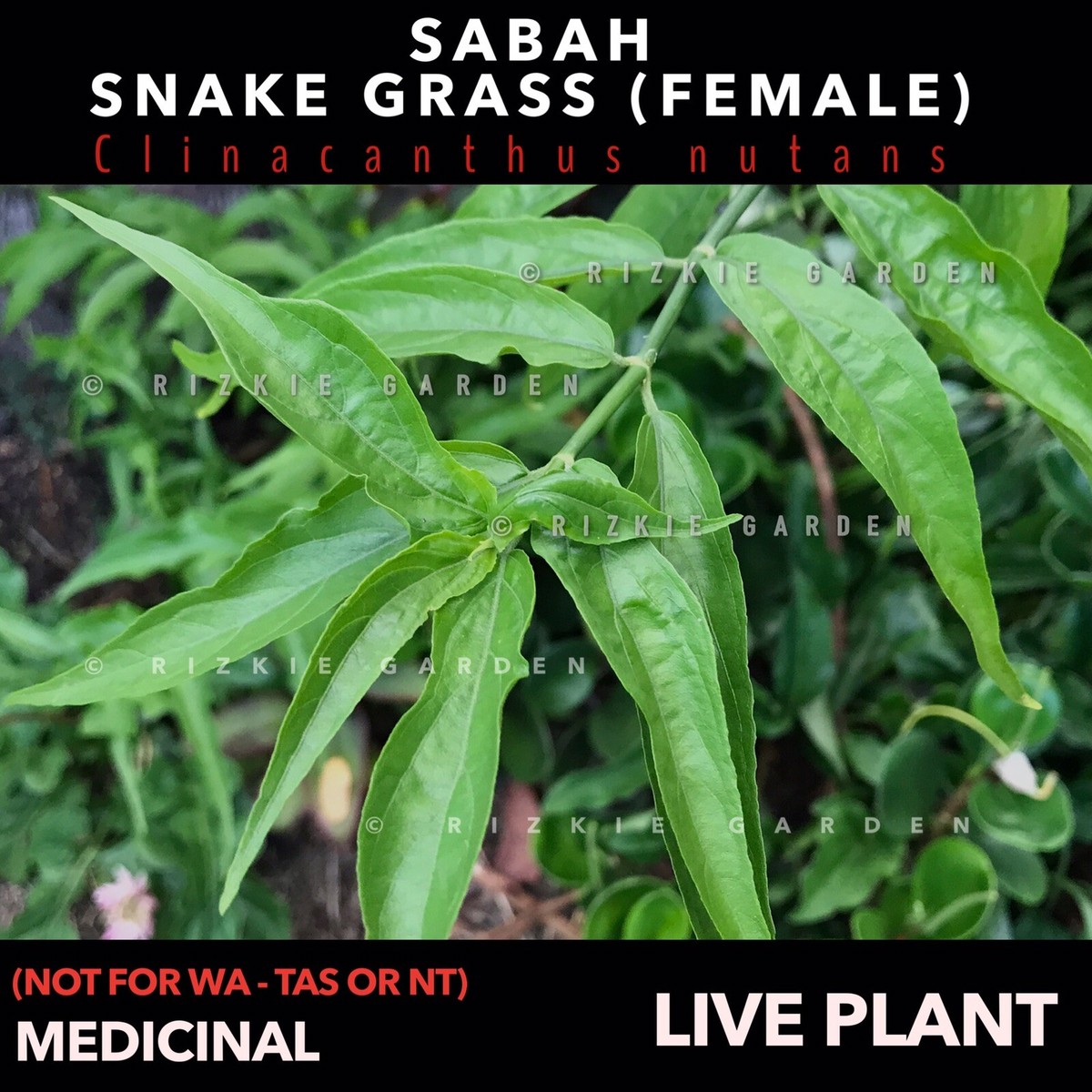 1 x Sabah Snake Grass, Clinacanthus nutans, Rare, Medicinal | eBay