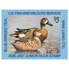 #JDS34  2026 - 2027 Junior Duck Stamp - Blue Winged Teal - MNH
